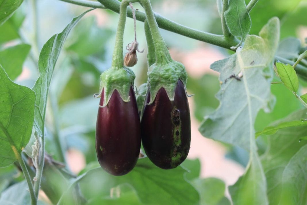 India’s answer to vertical farming raises $5.5m Series A