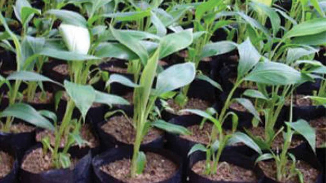 Institute harps on plantain input multiplication
