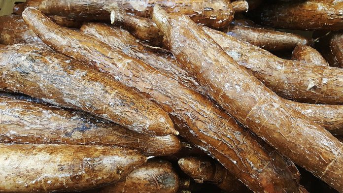 Investing in cassava farming and processing for export
