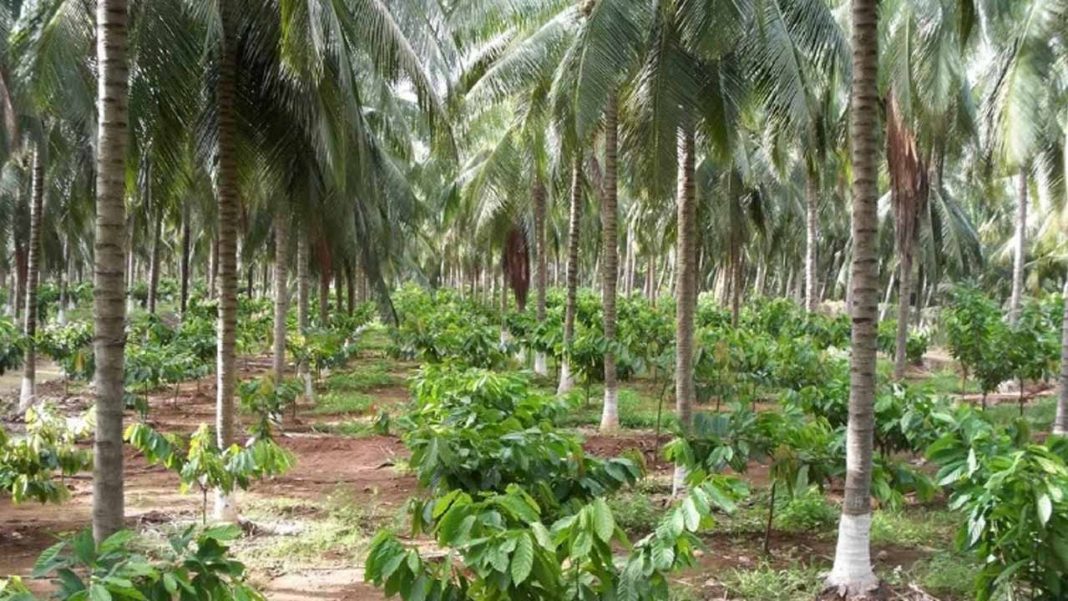 Kwara unfolds plans on cocoa farm rejuvenation