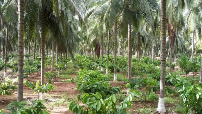 Kwara unfolds plans on cocoa farm rejuvenation
