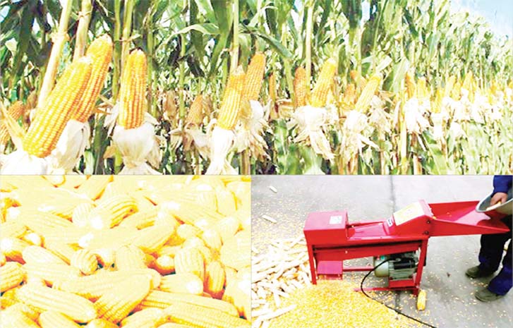 Maize Production: Agro Firms Woo Investors With 50% ROI