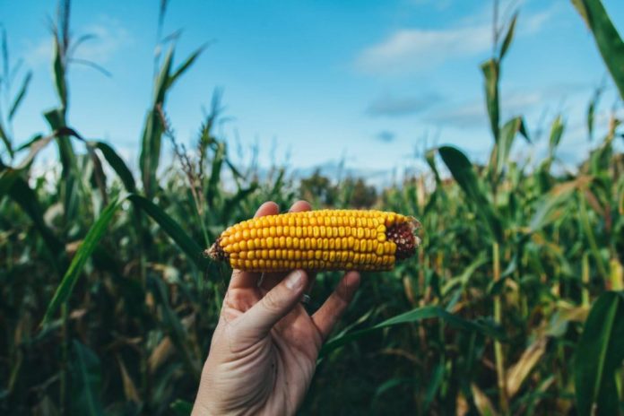 NewLeaf Symbiotics raises $20m Series D to expand offerings to NewLeaf Symbiotics raises $20m Series D to expand offerings to broadacre row crops