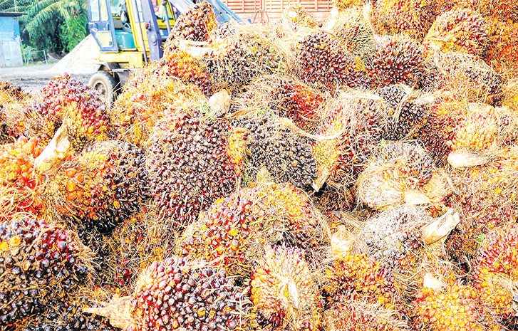 Nigeria Must Take Centre Stage Among Palm-Oil Producing Nations – Stakeholders