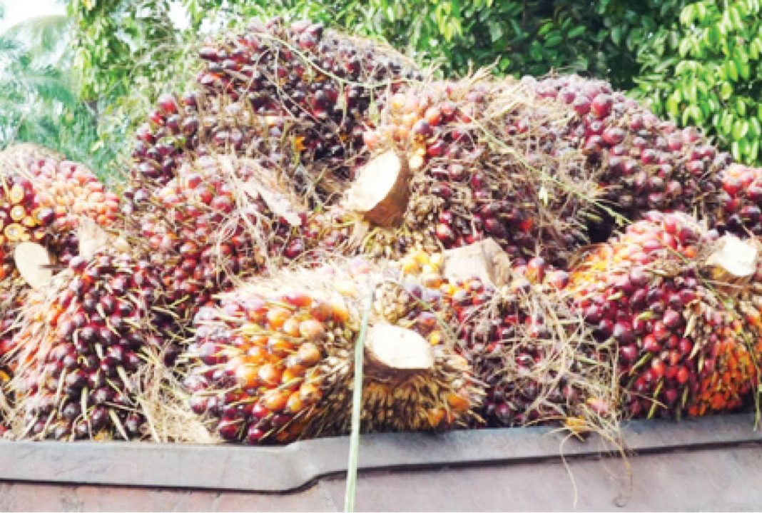 Nigeria eyes $92.84b palm oil market