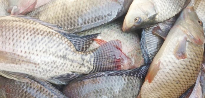 Nigeria to stop fish importation by 2022 — FG Nigeria to stop fish importation by 2022 — FG