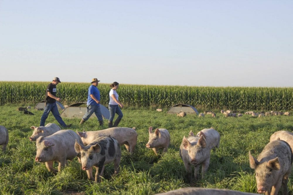 Niman Ranch’s GM talks life post-acquisition, livestock tech, and building a new supply chain