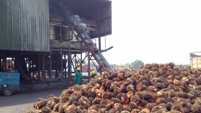 Oil palm producers lament challenges, call for national council