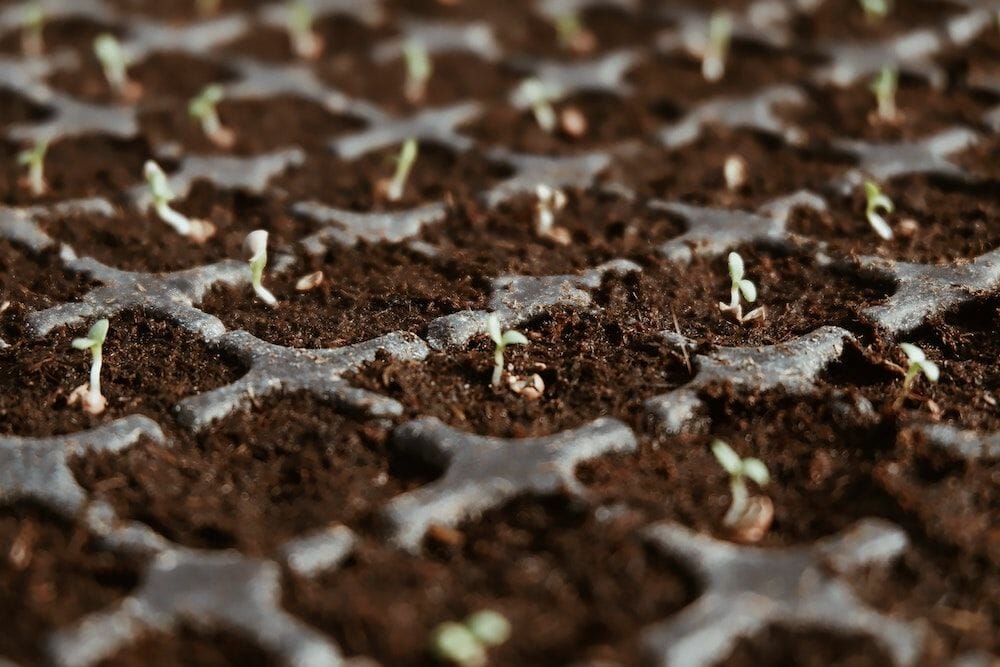 The role of impact investors in early stage agtech investing