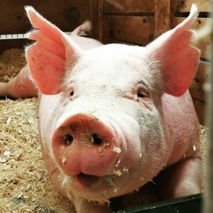 Why a simple tool to count pigs caught Ag Startup Engine’s eye