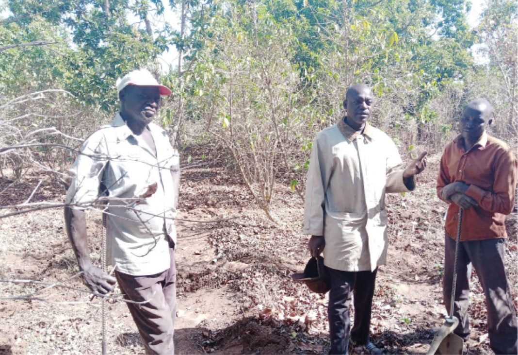 Why farmers abandoned coffee production