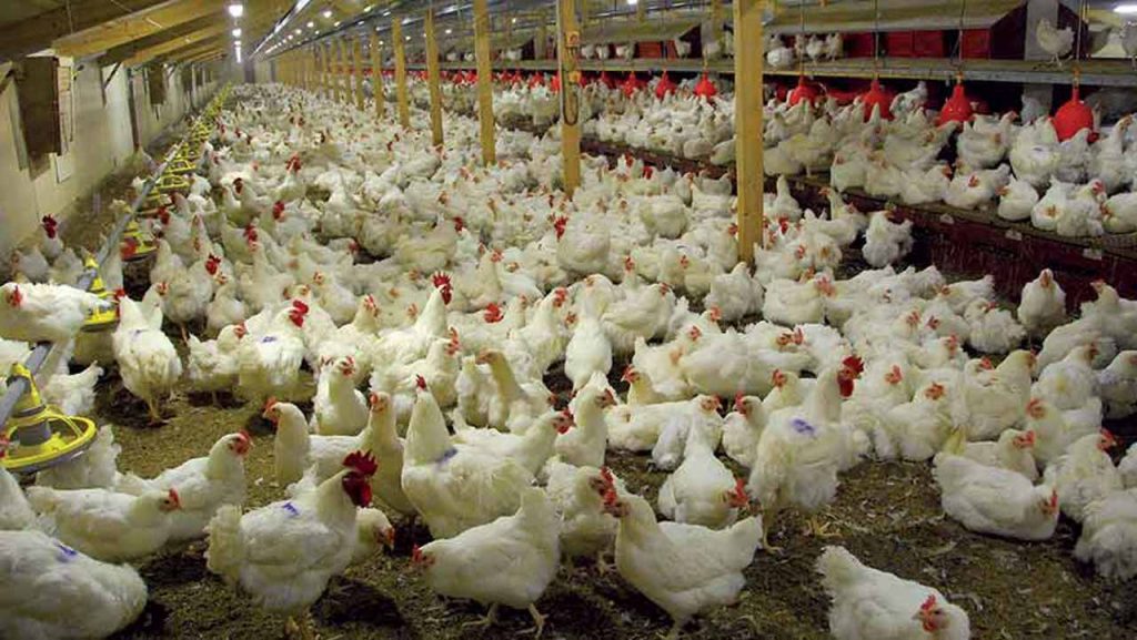 Poultry farmers lament inability to sell eggs, day-old chicks