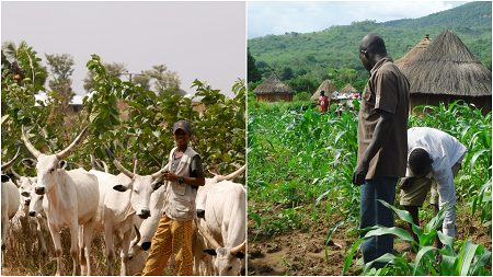 APPEALS project coordinator proffers solution to herdsmen, farmers crises