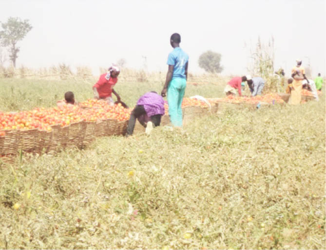 Amid water shortage, high price forces massive tomato cultivation