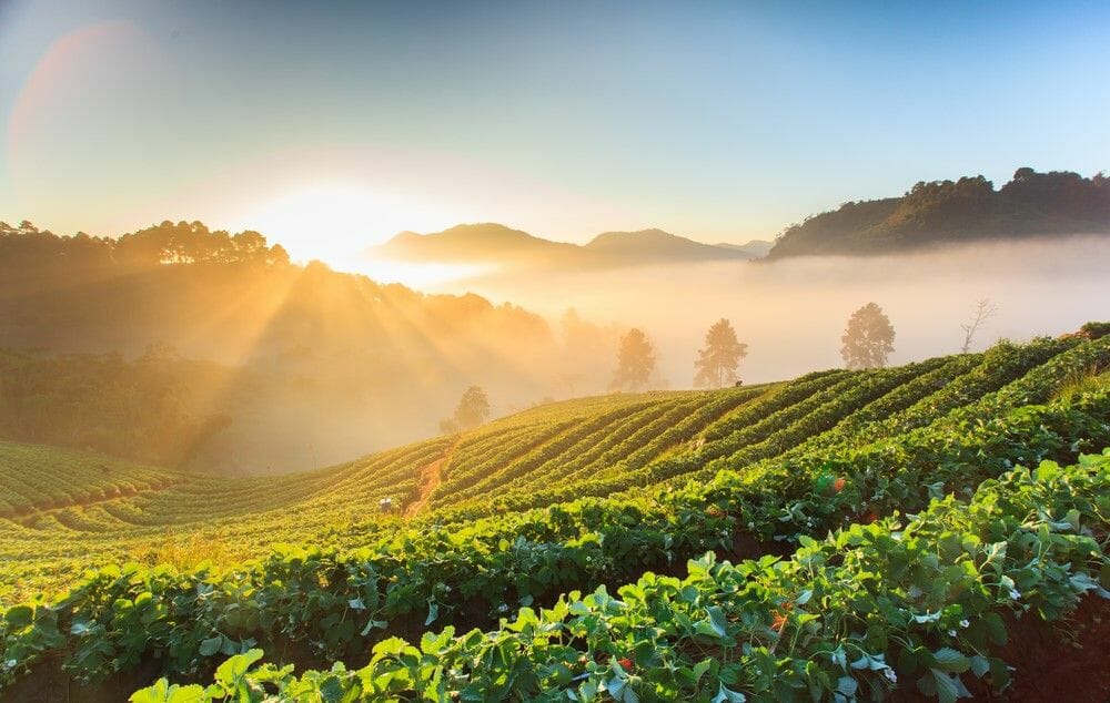 Biotalys increases Series C to €45m to mimic the immunity of certain animals in biological crop protection