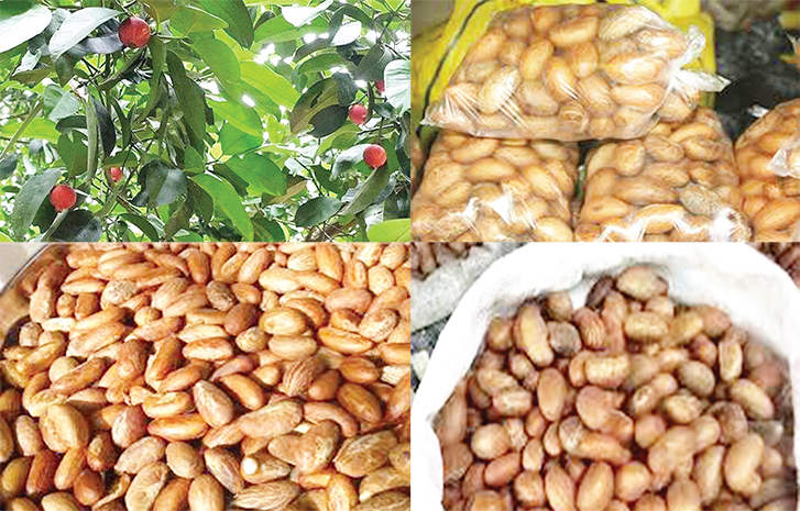 Bitter Kola: Another Export Commodity To Turn In Hard Currency For You