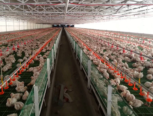 Poultry