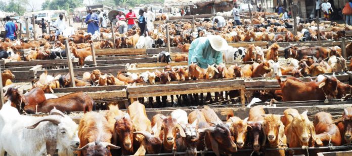 It is yet to be established if Covid-19 virus can be transmitted to livestock