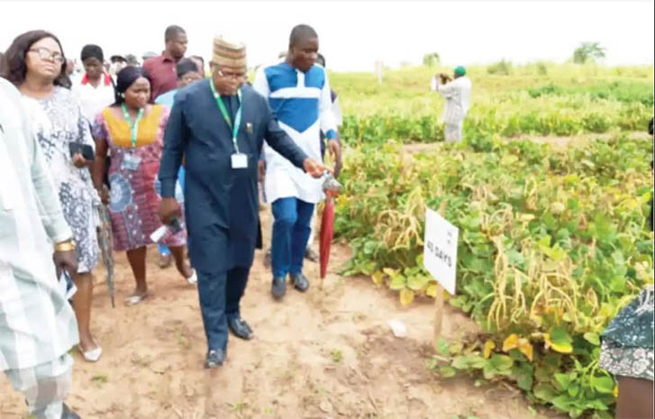 Cowpea Farming Can Guarantee Food Security, Sustainable Income