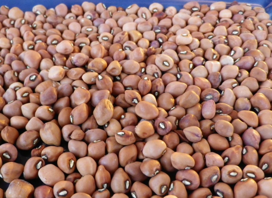 Cowpea: Nigeria to come out of EU ban in 2021