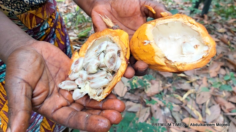 Despite governments’ promises, no rebound for Nigeria’s struggling cocoa sector