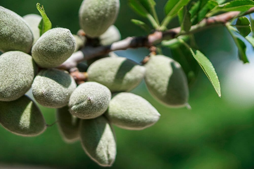 EXCLUSIVE: Crop Enhancement raises $8m Series B to support trials for its ‘safer chemistry’ pesticide coating