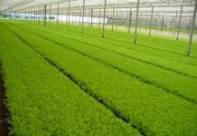 Fresh-Cut Salads And Other Vegetables, Arrigoni’s Technical Solutions For Quality Productions Fresh-Cut Salads And Other Vegetables, Arrigoni's Technical Solutions For Quality Productions