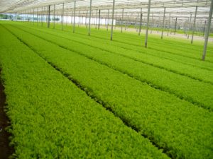 Fresh-Cut Salads And Other Vegetables, Arrigoni's Technical Solutions For Quality Productions