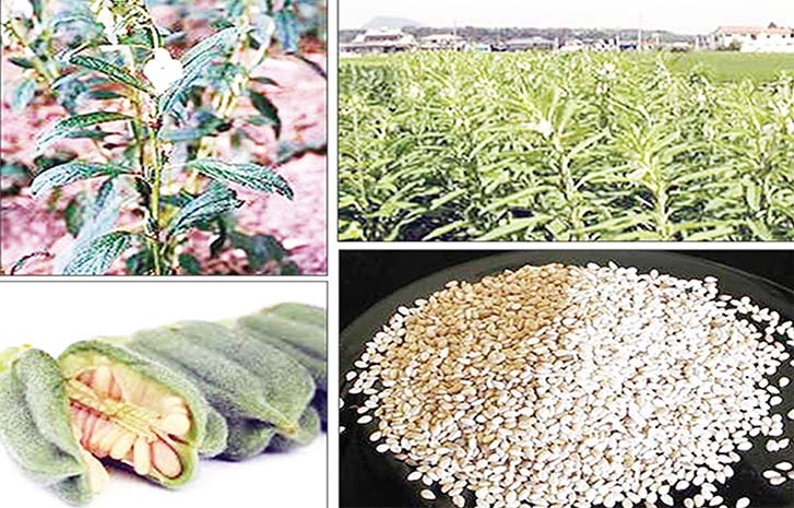 How To Exploit Sesame Seeds Export Potential