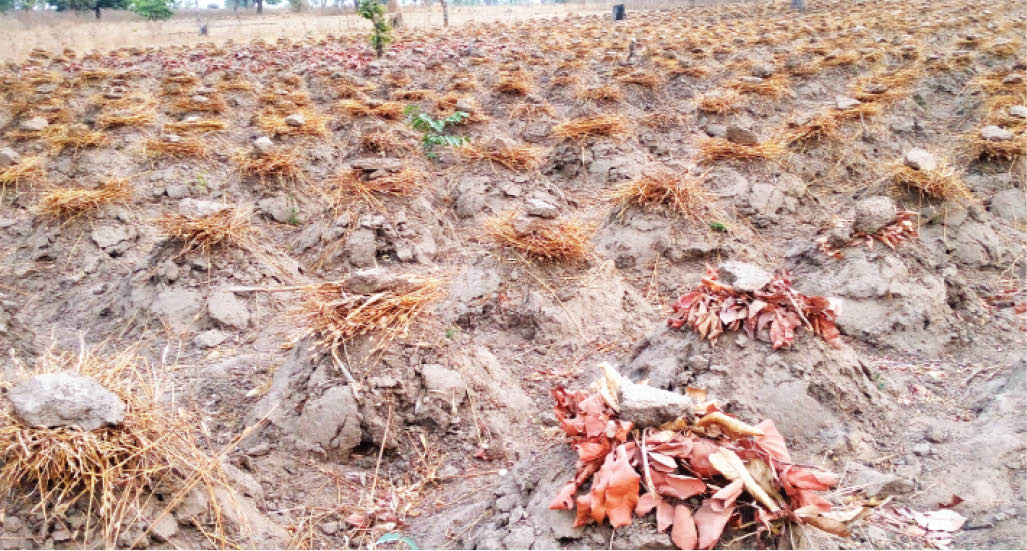 How farmers can get healthy, bigger yams as season approaches