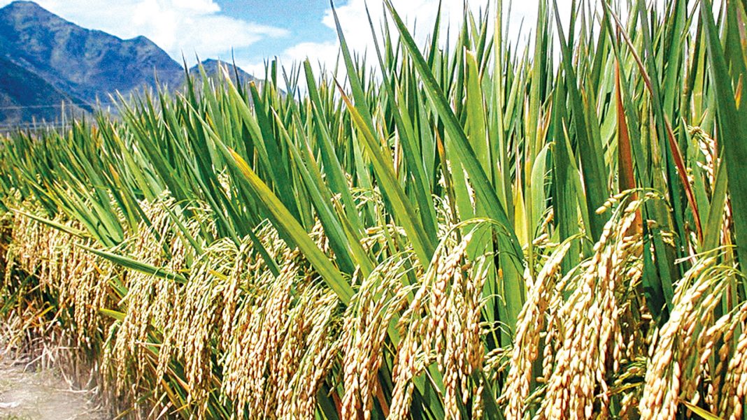 How insecurity threatens Nigeria’s rice export plans