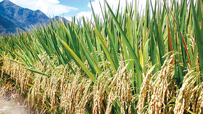 How insecurity threatens Nigeria’s rice export plans