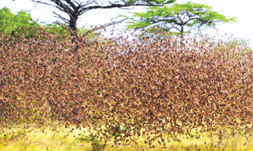 How quelea birds play hide-and-seek with Borno farmers
