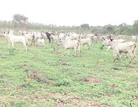 farmers