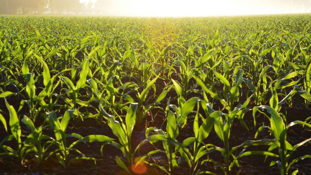 Lagos APPEALS affirms commitment to farmers’ productivity