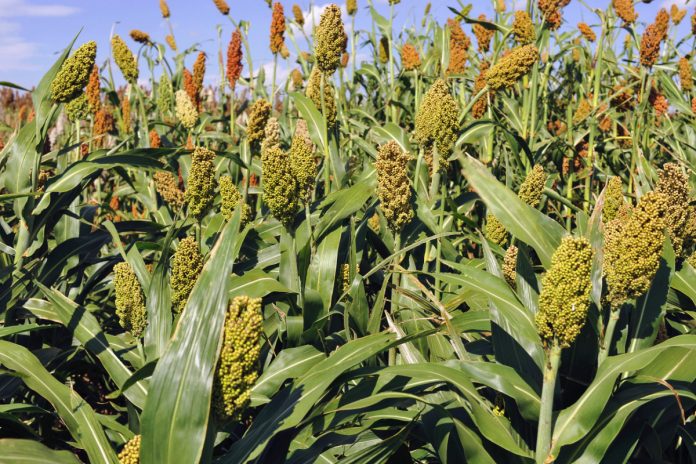 Nigeria to begin export of sorghum — Crops Institute