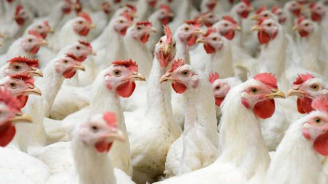 Ogun commences second phase of broiler project