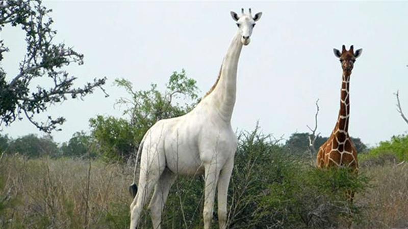 Poachers kill Kenya’s white giraffes
