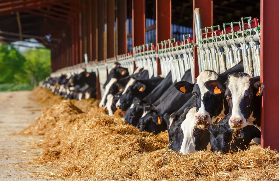 What Are the Pros and Cons of Owning a Farm?