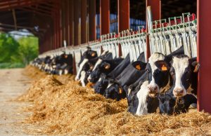 What Are the Pros and Cons of Owning a Farm?