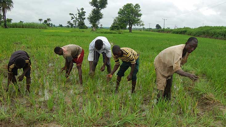 Soil fertility decline threatens food sufficiency