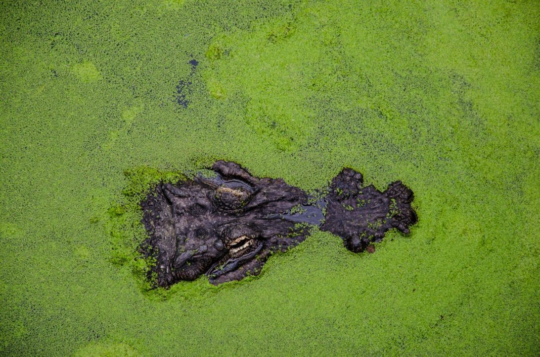 Swedish startup woos investors with “algae tech” for the aquaculture sector