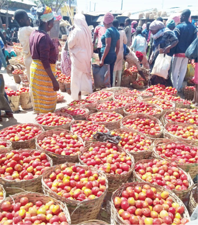 Tomato: Kano explores new techniques to address post-harvest loss