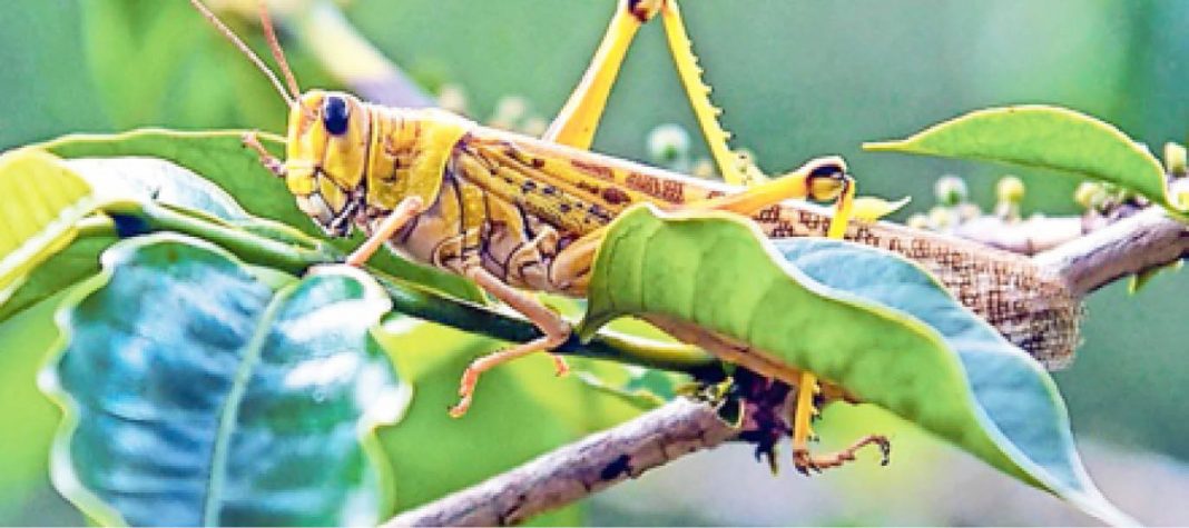 Understanding the desert locust