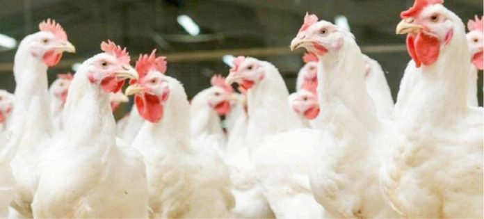 What poultry farmers need to know about Newcastle disease
