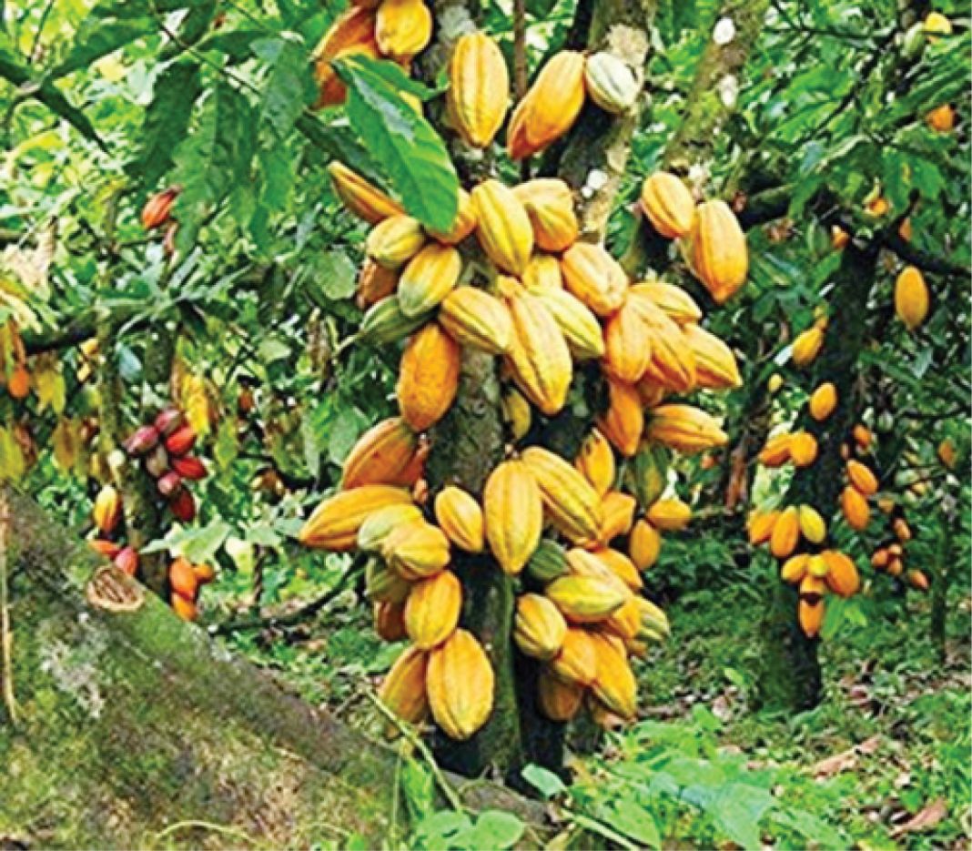 Why Nigeria is losing cocoa wealth