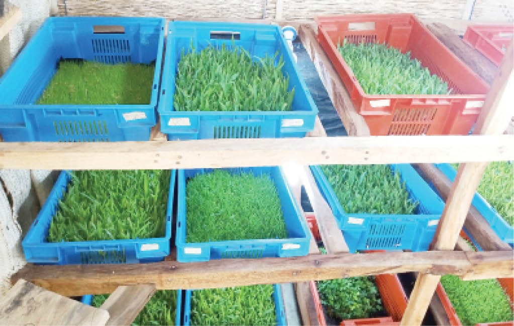 Some of the local technology for fodder production