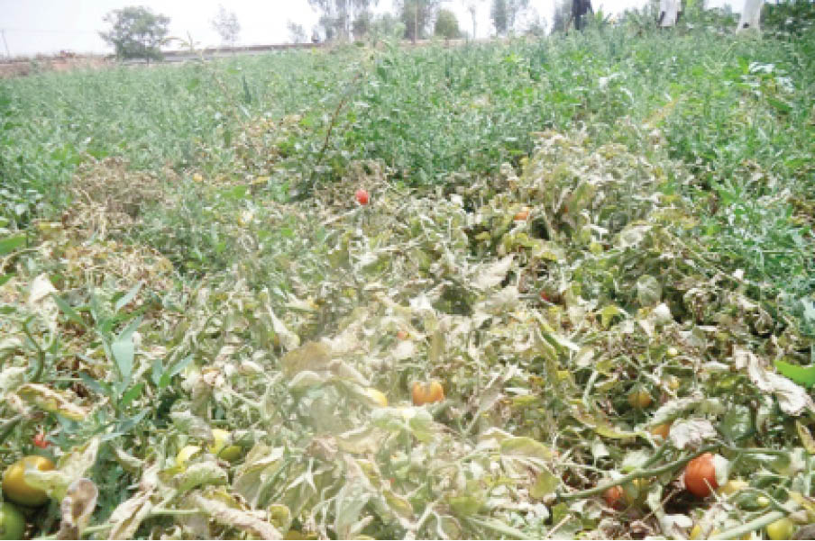 A Tomato farm attacked by Tuta Absoluta at Mairuwa, Katsina State