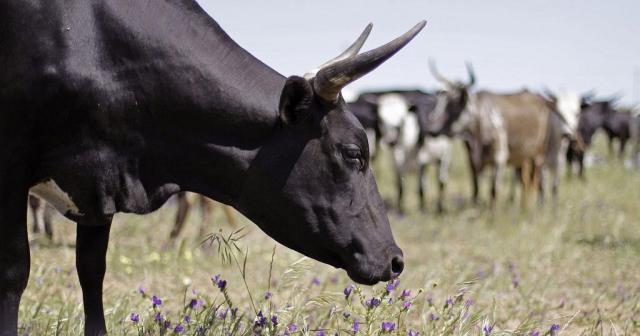 Chad, Angola, Cattle