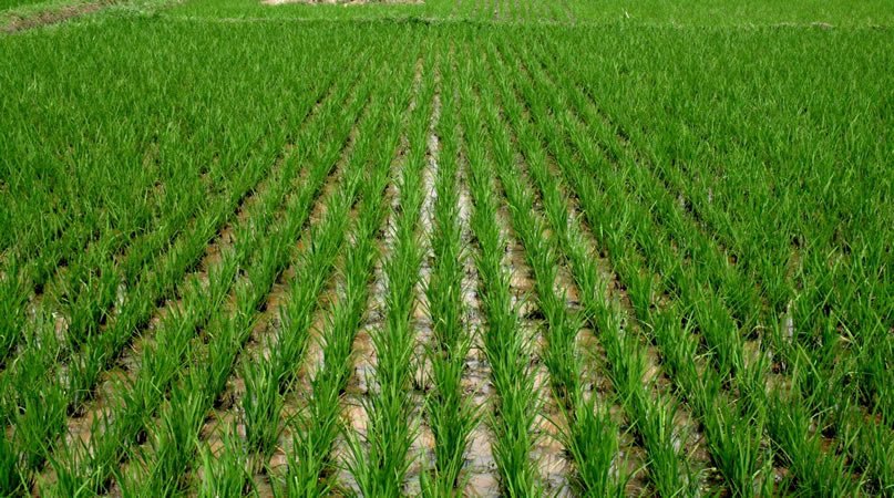 2020 wet season farmers out of FG’s mechanisation programme